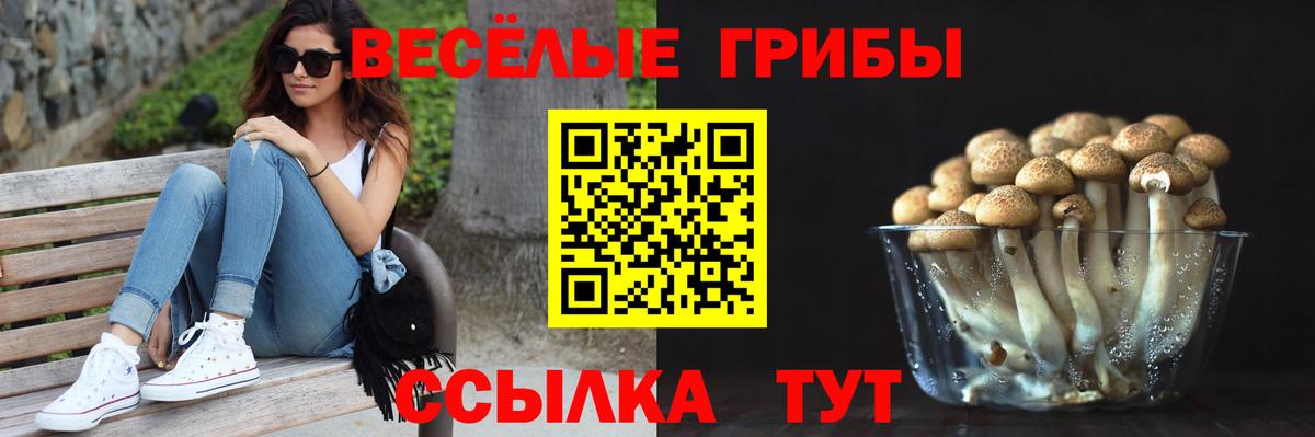 Галлюциногенные грибы Psilocybine cubensis  Псилоцибиновые грибы ЛСД  Вход с VPN  Камень-на-Оби 
